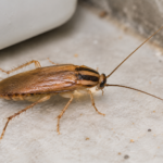 Pest Control