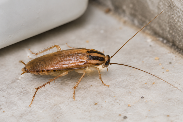 Pest Control