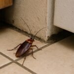 pest control