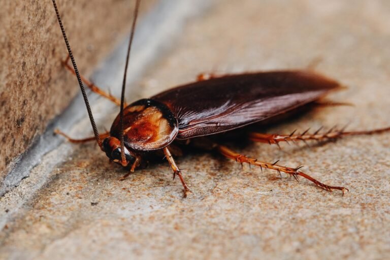 cockroach control