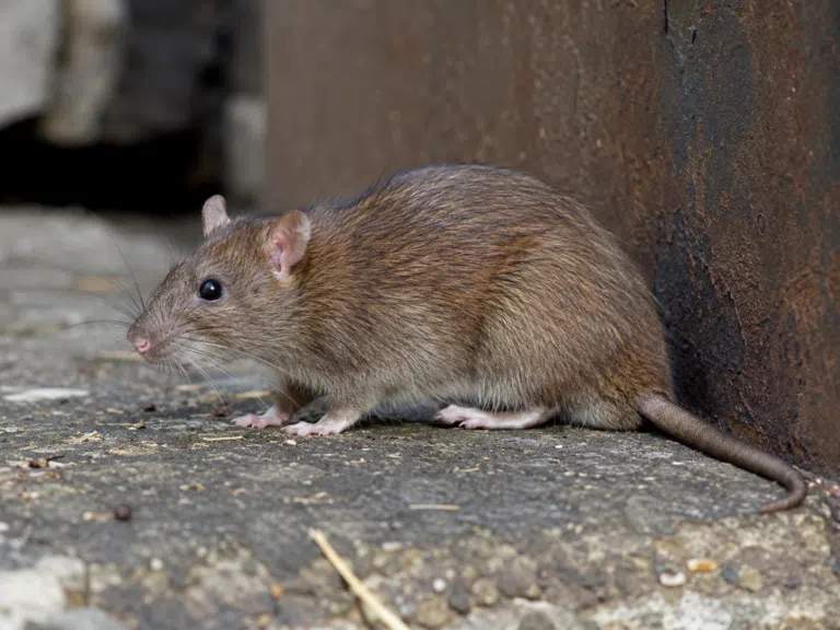 Rats vs Mice